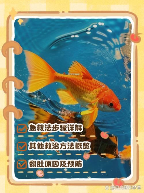如何預防魚再次缺氧翻身，如何預防魚再次缺氧翻身，預防魚再次缺氧翻身