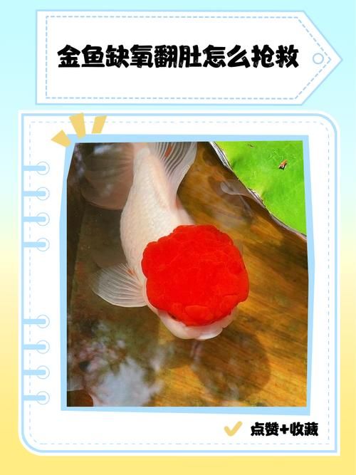 如何預防魚再次缺氧翻身，如何預防魚再次缺氧翻身，預防魚再次缺氧翻身