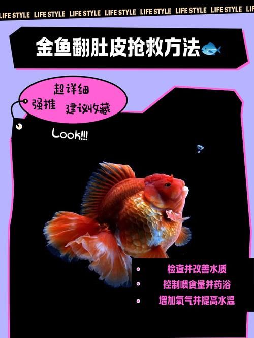 如何預防魚再次缺氧翻身，如何預防魚再次缺氧翻身，預防魚再次缺氧翻身