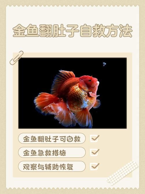 如何預防魚再次缺氧翻身，如何預防魚再次缺氧翻身，預防魚再次缺氧翻身