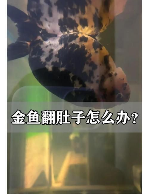如何預防魚再次缺氧翻身，如何預防魚再次缺氧翻身，預防魚再次缺氧翻身