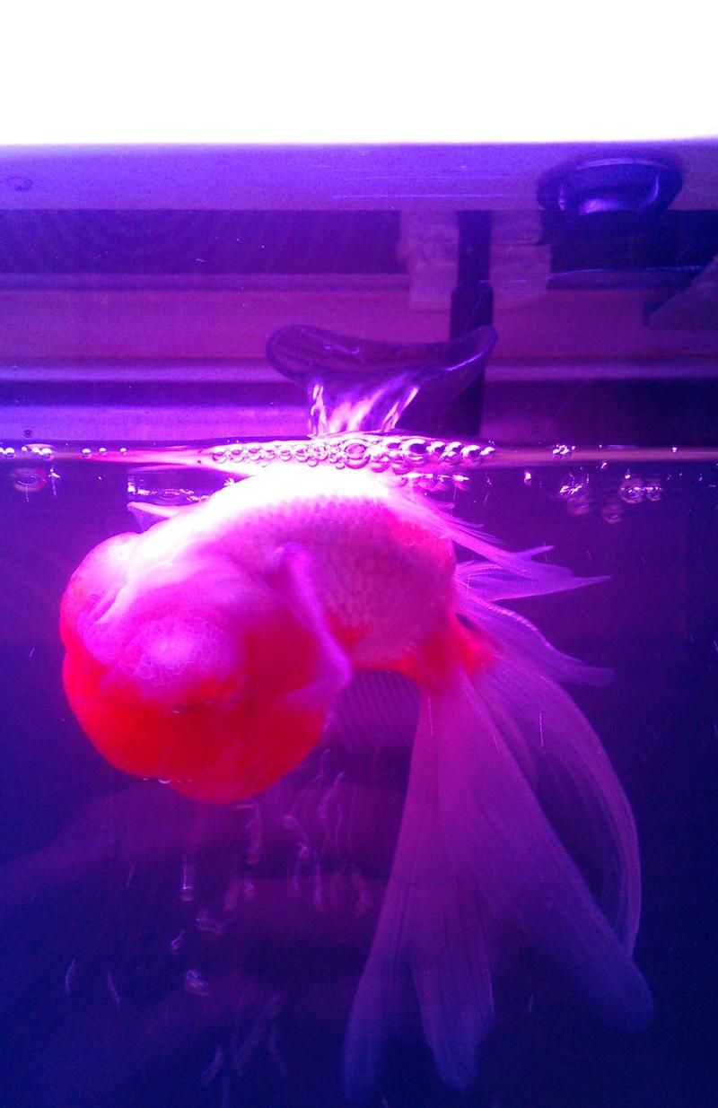 如何預防魚再次缺氧翻身，如何預防魚再次缺氧翻身，預防魚再次缺氧翻身