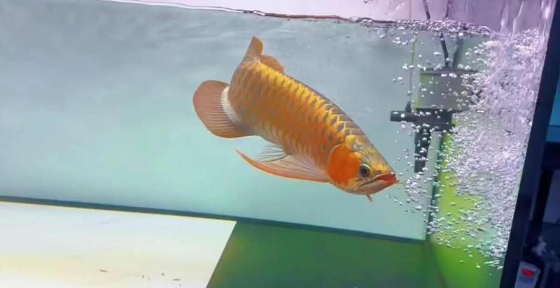 龍魚不開口多久會餓死，龍魚不開口多久會餓死，