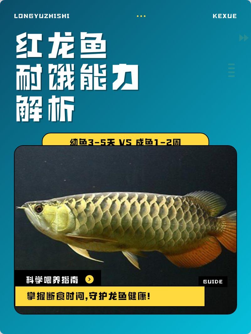 龍魚不開口多久會餓死，龍魚不開口多久會餓死， 龍魚不開口多久會餓死，龍魚不開口多久會餓死， 龍魚百科 第2張