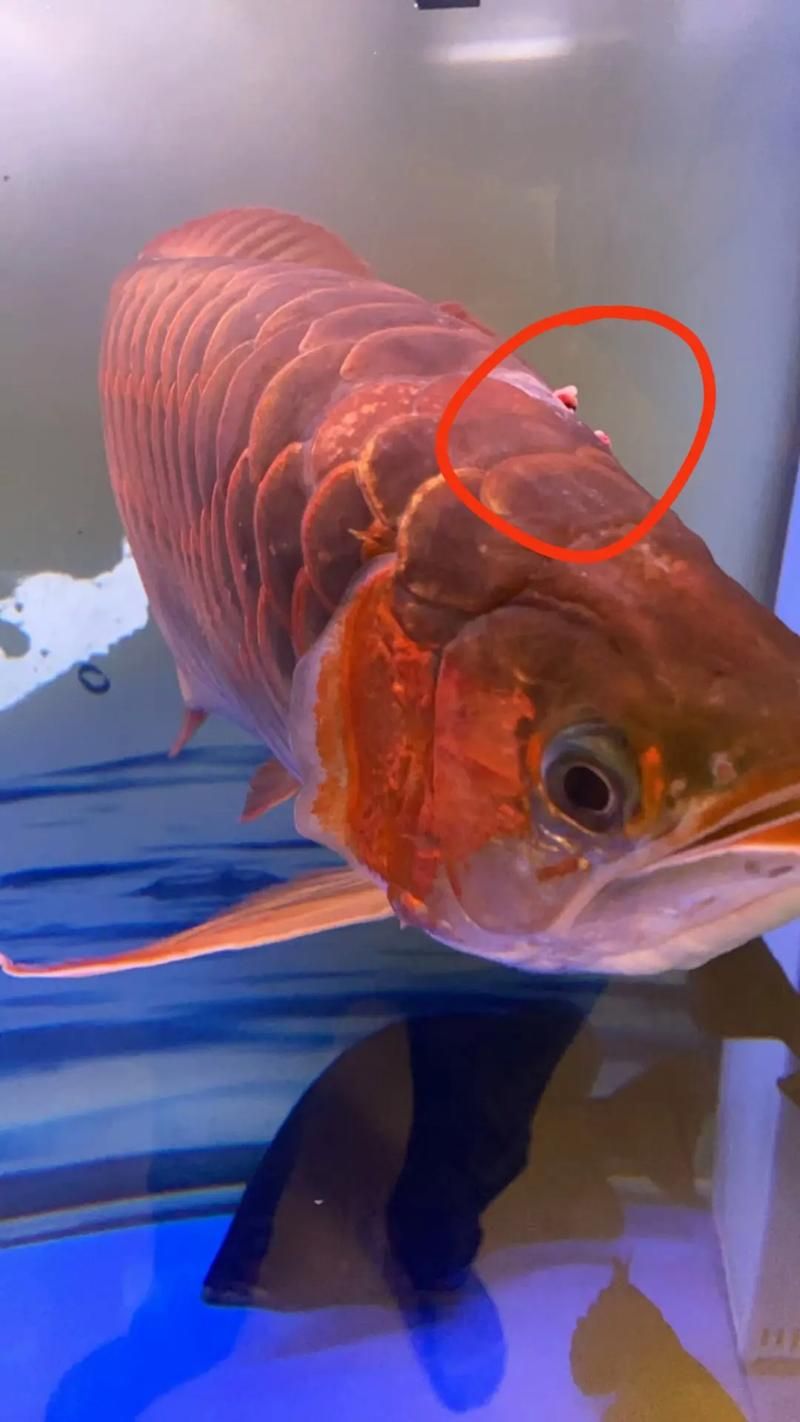 如何判斷龍魚潰爛是否繼發感染，如何判斷大龍魚潰爛是否繼發感染