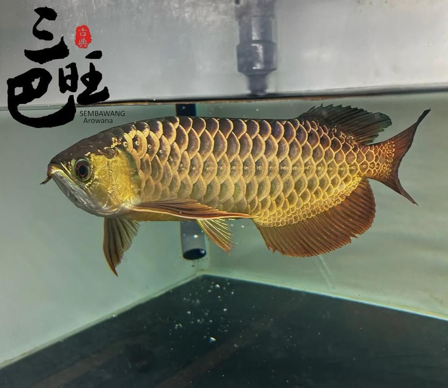 如何鑒別古典金龍魚的純度，如何鑒別古典金龍魚的純度及種類