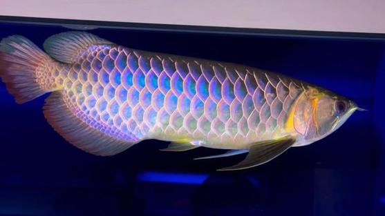 如何鑒別古典金龍魚的純度，如何鑒別古典金龍魚的純度及種類