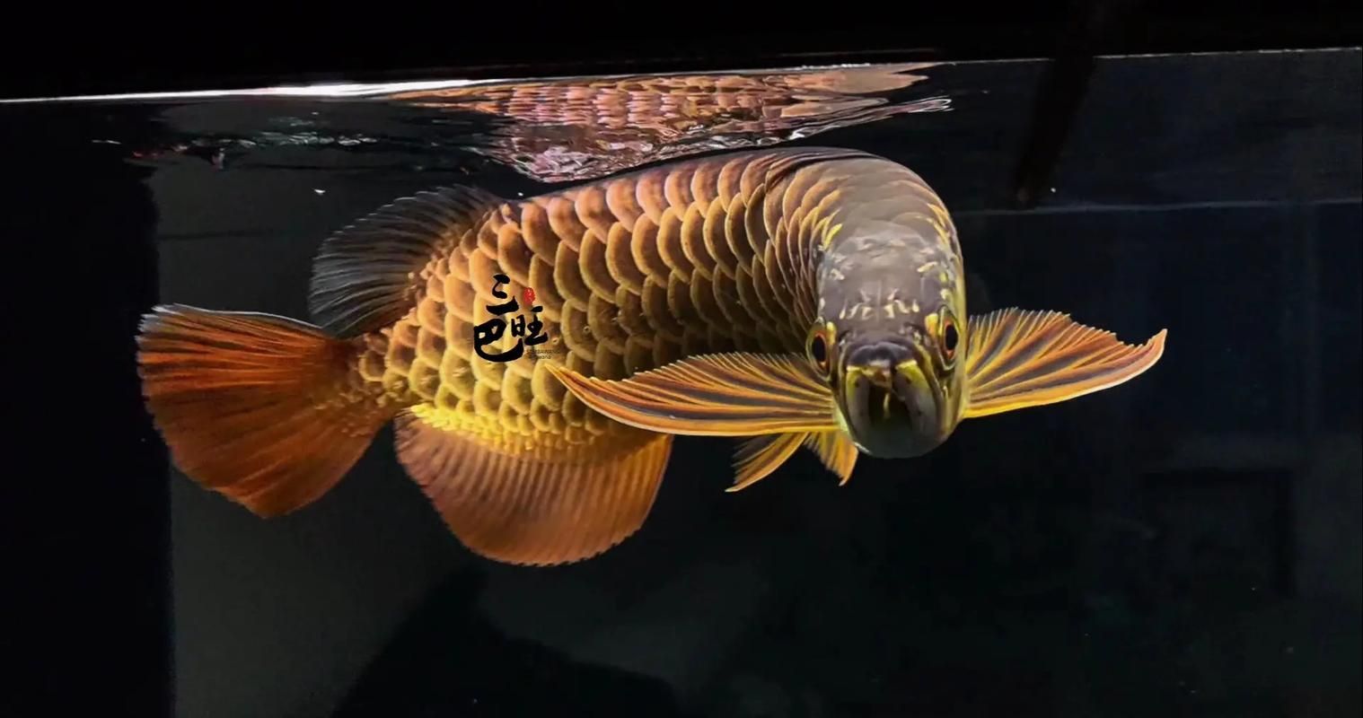 如何鑒別古典金龍魚的純度，如何鑒別古典金龍魚的純度及種類
