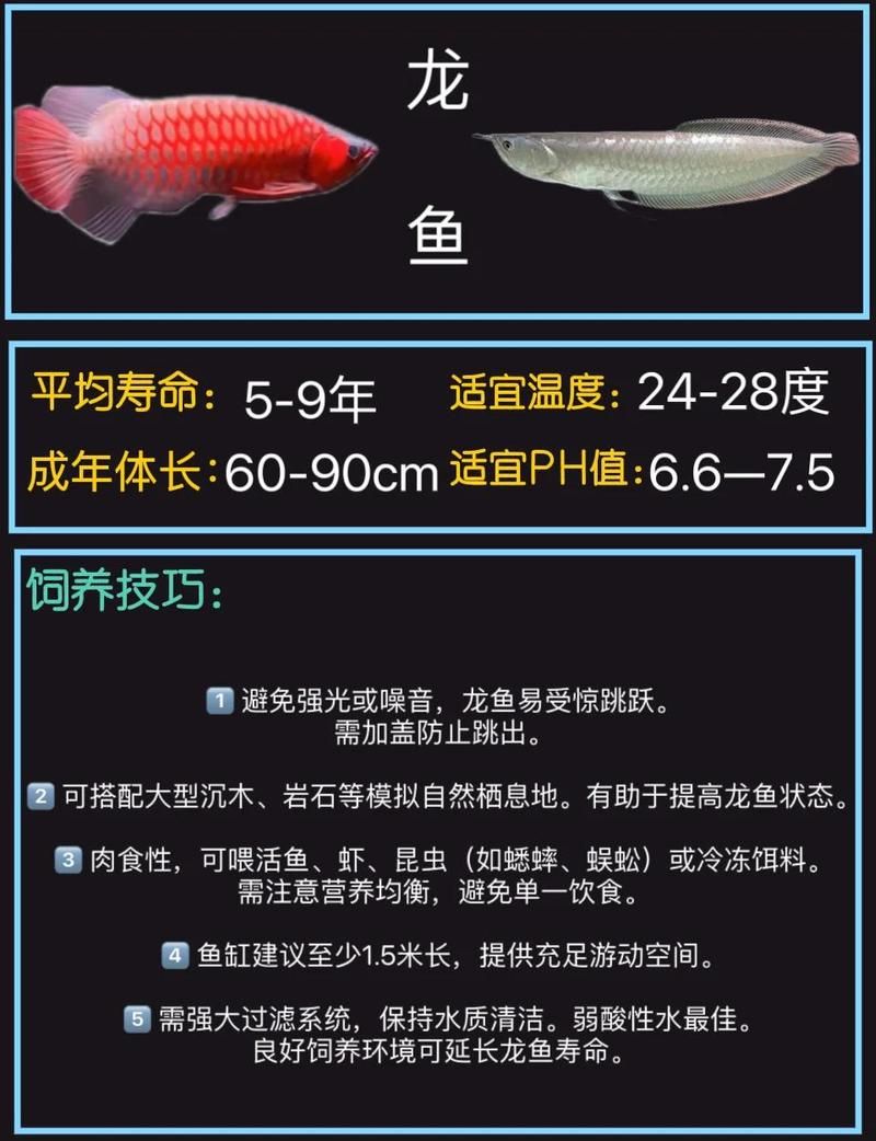龍魚適合放在哪些位置，龍魚擺放指南 龍魚適合放在哪些位置，龍魚擺放指南 龍魚百科 第2張