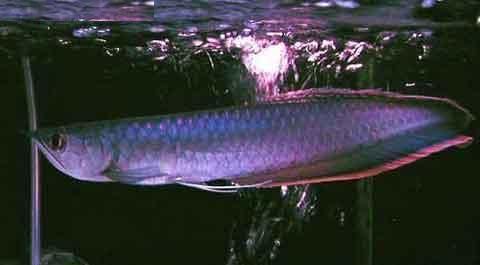 給我一些黑龍魚的圖片，黑龍魚的飼養關鍵指標對照表