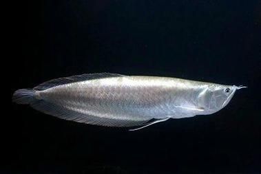 給我一些黑龍魚的圖片，黑龍魚的飼養關鍵指標對照表