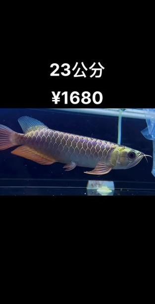 給我一些紫底過背金龍魚的圖片，一份紫底過背金龍魚的選購與飼養(yǎng)