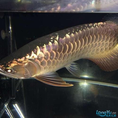 給我一些紫底過背金龍魚的圖片，一份紫底過背金龍魚的選購與飼養(yǎng)