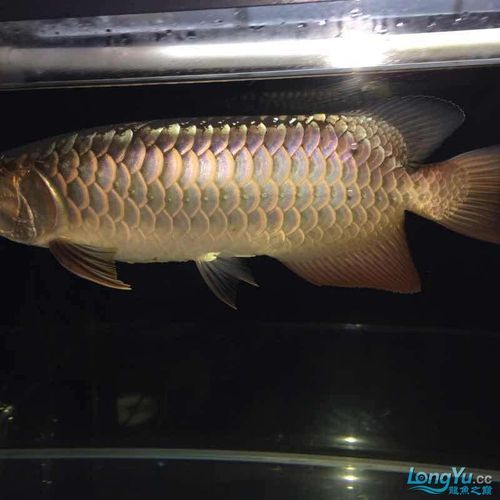 給我一些紫底過背金龍魚的圖片，一份紫底過背金龍魚的選購與飼養(yǎng)