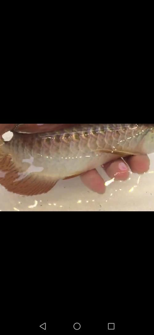 給我一些紫底過背金龍魚的圖片，一份紫底過背金龍魚的選購與飼養 給我一些紫底過背金龍魚的圖片，一份紫底過背金龍魚的選購與飼養 龍魚百科 第5張