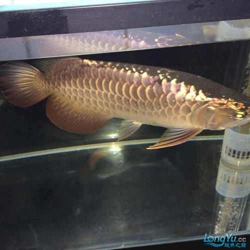 給我一些紫底過背金龍魚的圖片，一份紫底過背金龍魚的選購與飼養 給我一些紫底過背金龍魚的圖片，一份紫底過背金龍魚的選購與飼養 龍魚百科 第4張