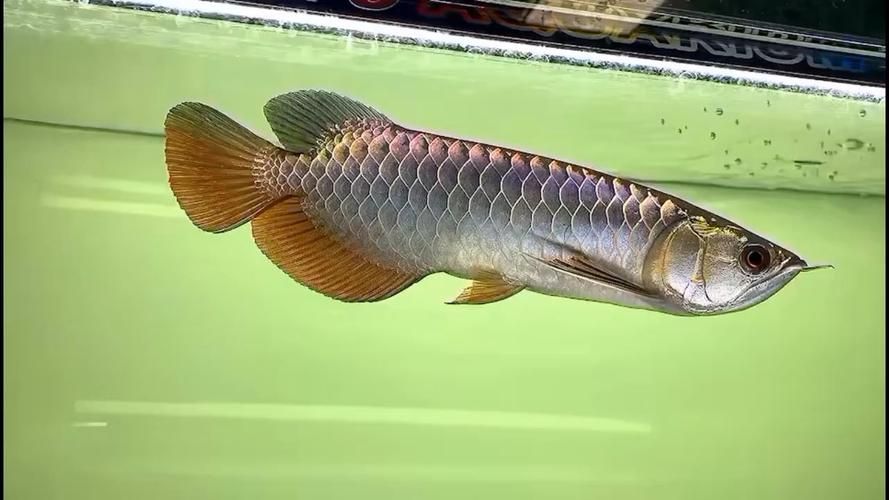 給我一些紫底過背金龍魚的圖片，一份紫底過背金龍魚的選購與飼養 給我一些紫底過背金龍魚的圖片，一份紫底過背金龍魚的選購與飼養 龍魚百科 第6張