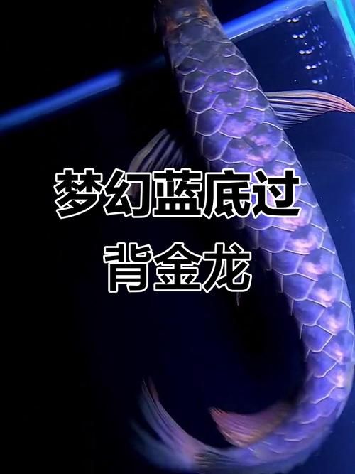 給我一些紫底過背金龍魚的圖片，一份紫底過背金龍魚的選購與飼養 給我一些紫底過背金龍魚的圖片，一份紫底過背金龍魚的選購與飼養 龍魚百科 第7張
