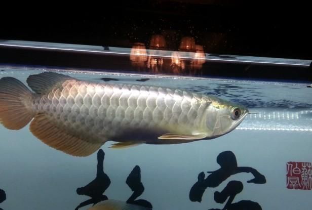 給我一些紫底過背金龍魚的圖片，一份紫底過背金龍魚的選購與飼養 給我一些紫底過背金龍魚的圖片，一份紫底過背金龍魚的選購與飼養 龍魚百科 第8張