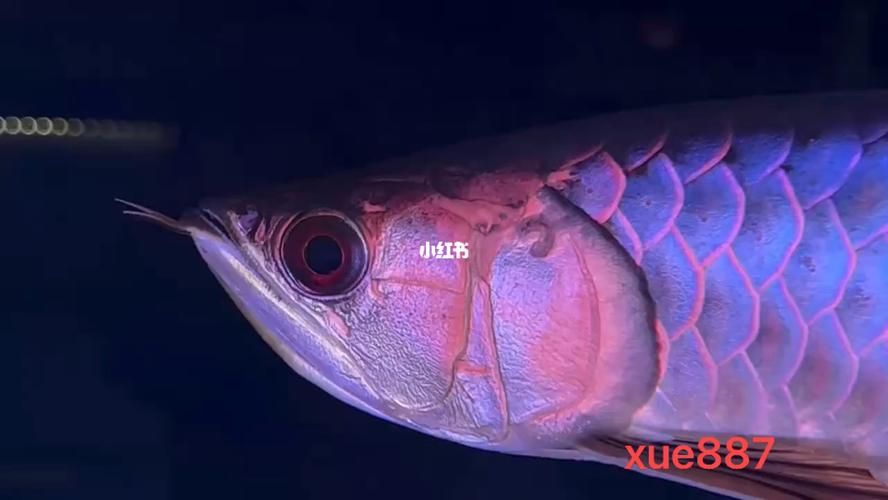 給我一些紫底過背金龍魚的圖片，一份紫底過背金龍魚的選購與飼養 給我一些紫底過背金龍魚的圖片，一份紫底過背金龍魚的選購與飼養 龍魚百科 第9張