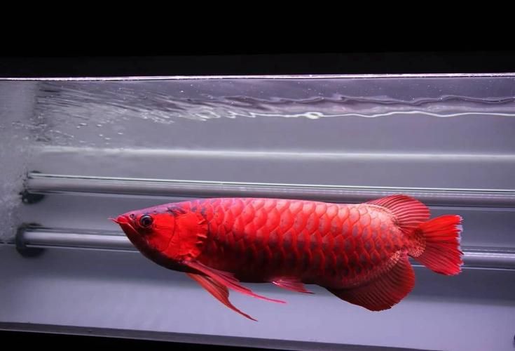 阿捷嚴(yán)選的龍魚有哪些品種，阿捷嚴(yán)選的龍魚有哪些品種阿捷嚴(yán)選龍魚哪個品種最受歡迎