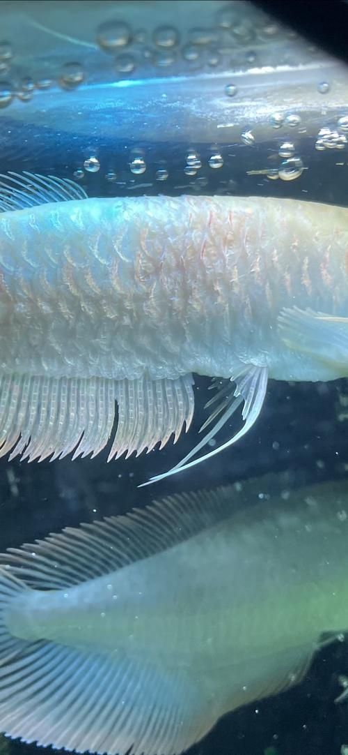 如何預防銀龍魚鰾炎，銀龍魚鰾炎的科學預防指南