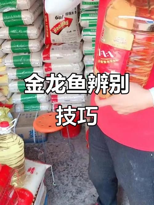 如何辨別B過金龍魚的真偽，如何辨別金龍魚的真偽