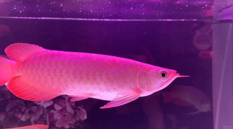 紫色龍魚的飼養(yǎng)難度如何，回紫色龍魚的飼養(yǎng)技術