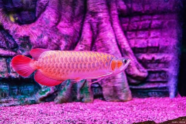 紫色龍魚的飼養(yǎng)難度如何，回紫色龍魚的飼養(yǎng)技術