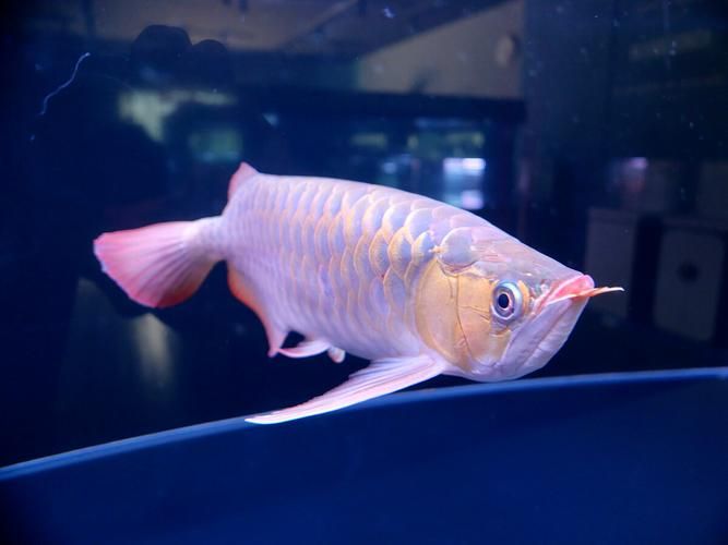 紫色龍魚的飼養難度如何，回紫色龍魚的飼養技術