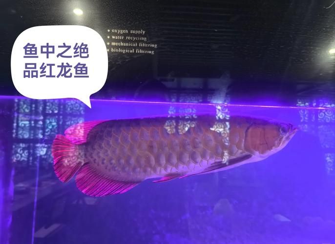 紫色龍魚的飼養難度如何，回紫色龍魚的飼養技術