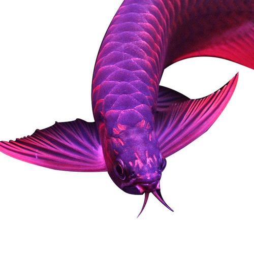 紫色龍魚的飼養難度如何，回紫色龍魚的飼養技術