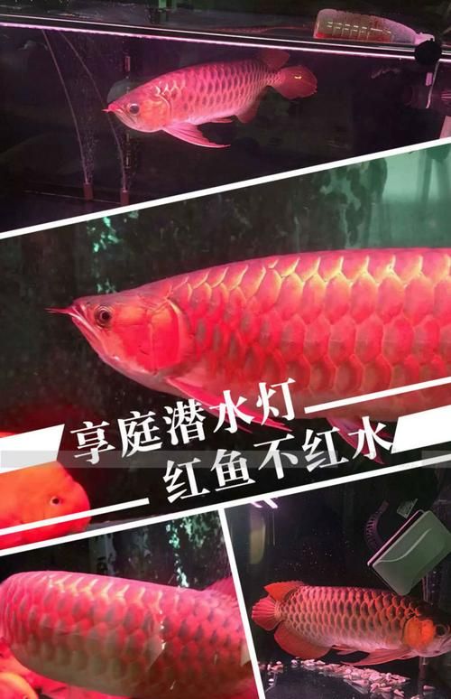 如何判斷龍魚燈是否節(jié)能，如何判斷龍魚燈是否節(jié)能，