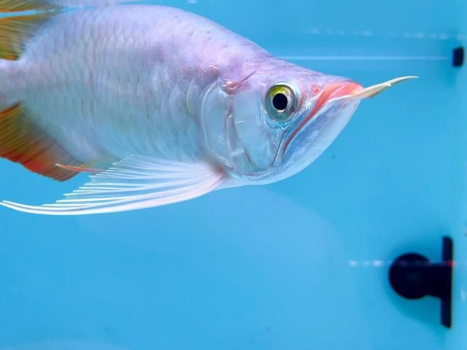 如何判斷福龍魚的品種，如何判斷福龍魚的品種及種