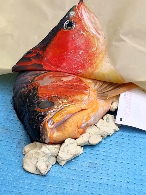 如何判斷福龍魚的品種，如何判斷福龍魚的品種及種