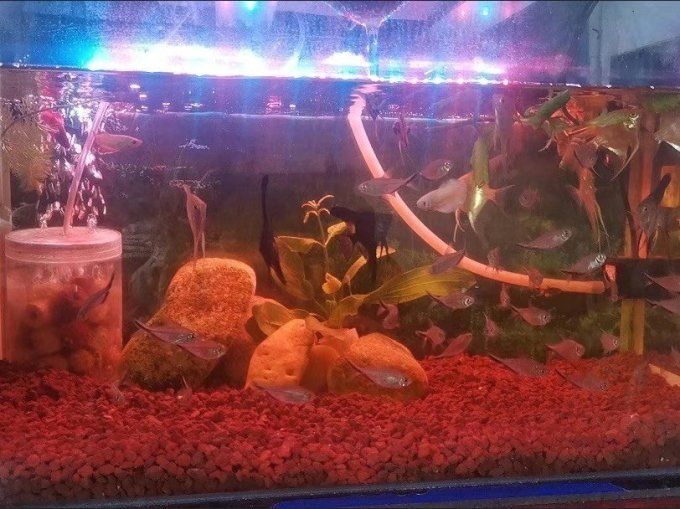 魚(yú)缸LED照明的時(shí)間控制如何設(shè)置，魚(yú)缸led照明的時(shí)間控制 魚(yú)缸LED照明的時(shí)間控制如何設(shè)置，魚(yú)缸led照明的時(shí)間控制 龍魚(yú)百科 第2張