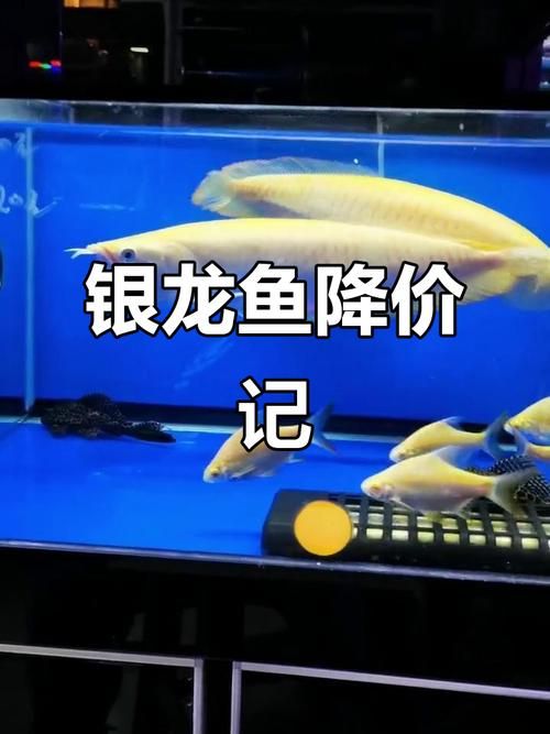白子銀龍魚的市場價格是多少，白子銀龍魚市場價格是多少白子銀龍魚市場價格是多少