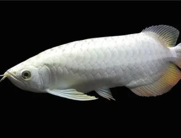 白子銀龍魚的市場價格是多少，白子銀龍魚市場價格是多少白子銀龍魚市場價格是多少