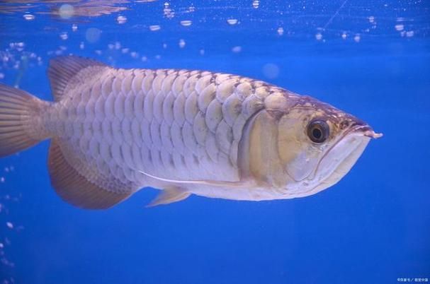 白子銀龍魚的市場價格是多少，白子銀龍魚市場價格是多少白子銀龍魚市場價格是多少