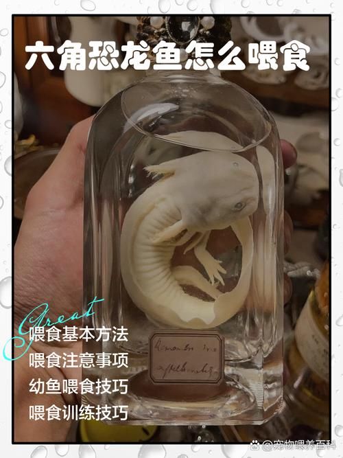 杰西卡恐龍魚的飼養成本大概是多少