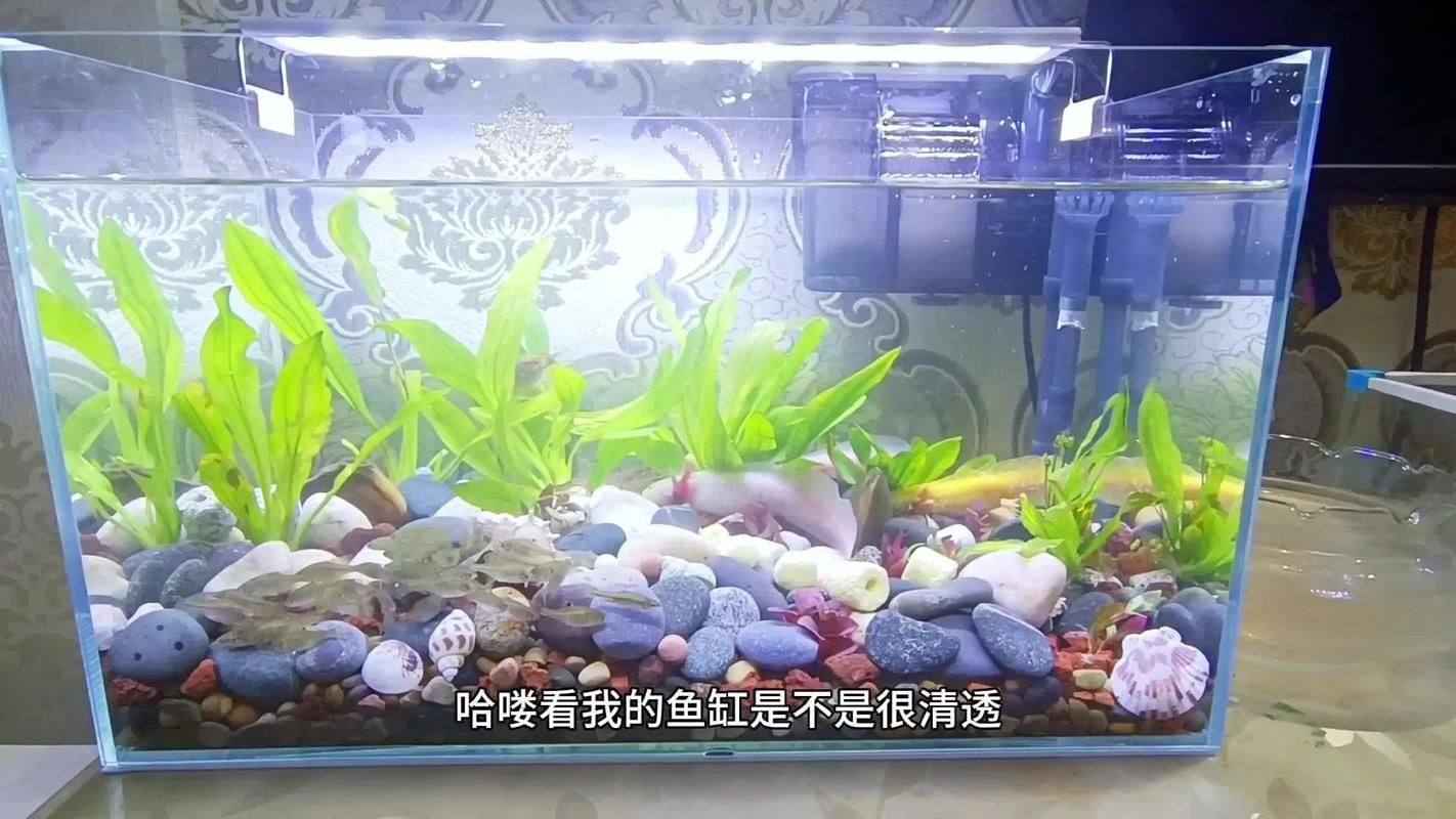 杰西卡恐龍魚的飼養成本大概是多少