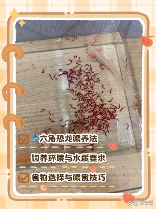 杰西卡恐龍魚的飼養成本大概是多少