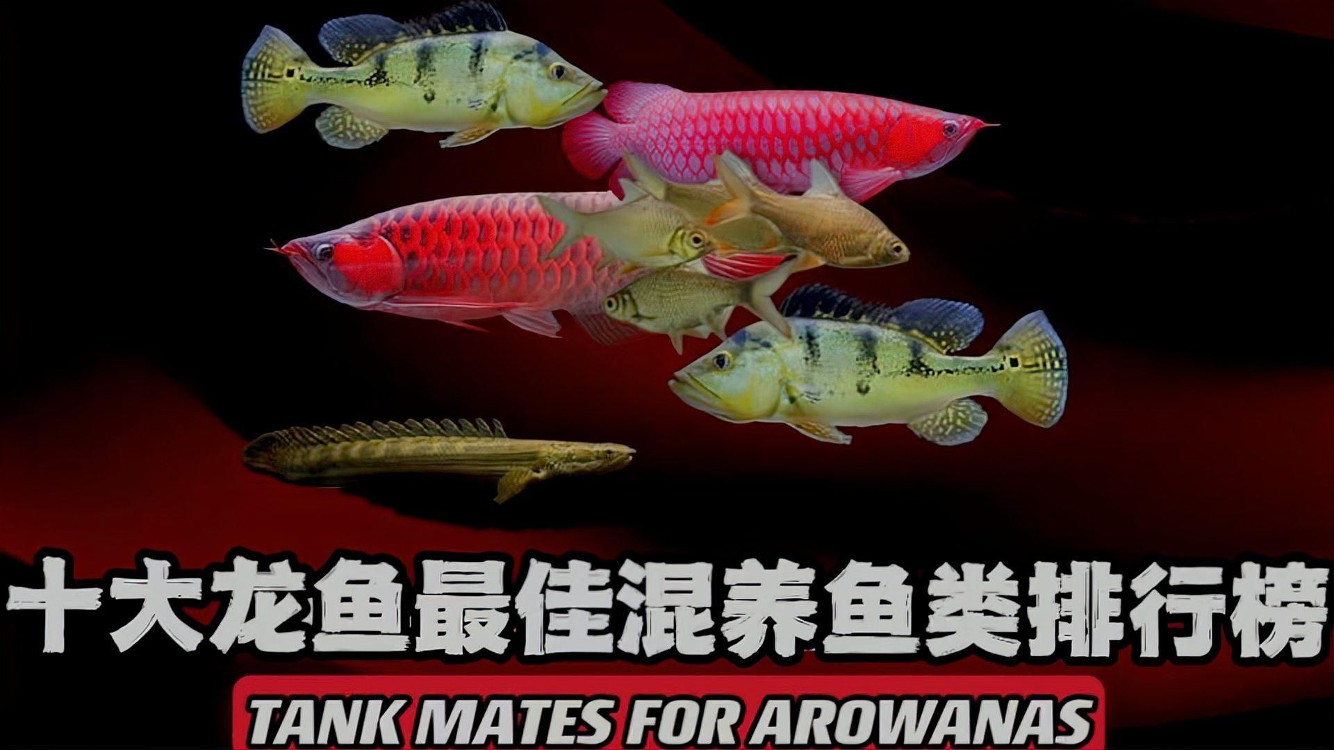 如何選擇與龍魚混養的觀賞魚，選擇與龍魚混養的觀賞魚時需要考慮幾個關鍵因素以確保兩者能夠和諧共處 如何選擇與龍魚混養的觀賞魚，選擇與龍魚混養的觀賞魚時需要考慮幾個關鍵因素以確保兩者能夠和諧共處 龍魚百科 第3張