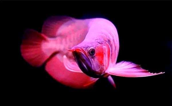 如何選擇與龍魚混養的觀賞魚，選擇與龍魚混養的觀賞魚時需要考慮幾個關鍵因素以確保兩者能夠和諧共處