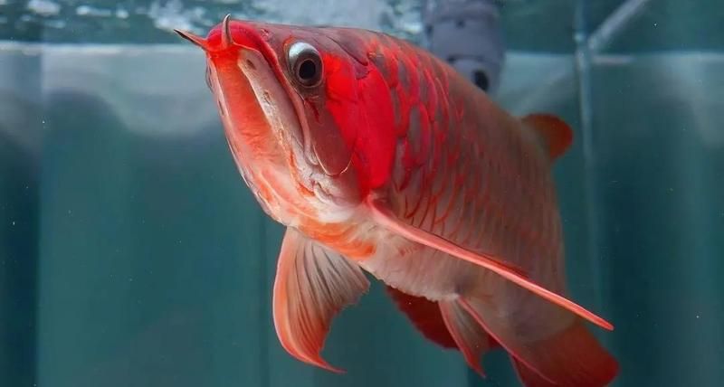 紅龍魚發色階段需要多久，紅龍魚發色階段需要多久紅龍魚發色過程中有哪些常見問題