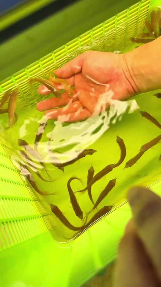 宣城龍魚養殖成本是多少，宣城龍魚養殖成本
