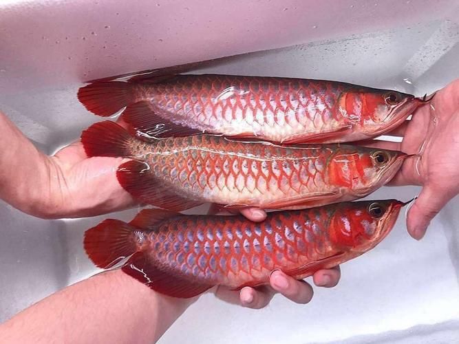宣城龍魚養殖成本是多少，宣城龍魚養殖成本