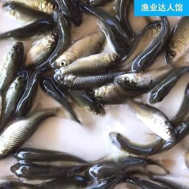 宣城龍魚養殖成本是多少，宣城龍魚養殖成本