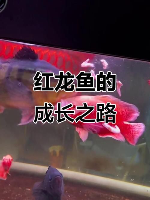 宣城龍魚養殖成本是多少，宣城龍魚養殖成本