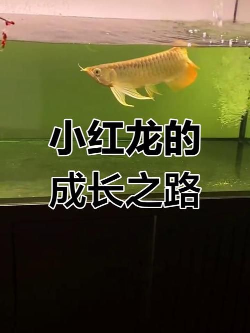 宣城龍魚養殖成本是多少，宣城龍魚養殖成本